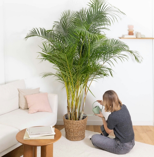 Areca Armand plante d'intérieur bergamotte bloomyrama