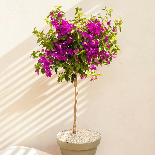 Bougainvillier Maïté plante en pot Bergamotte bloomyrama