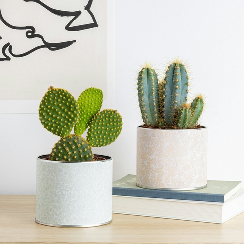 Cactus arthus plantes succulentes bergamotte bloomyrama