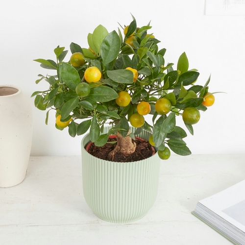 calamondin carlos arbuste fruitier bergamotte bloomyrama