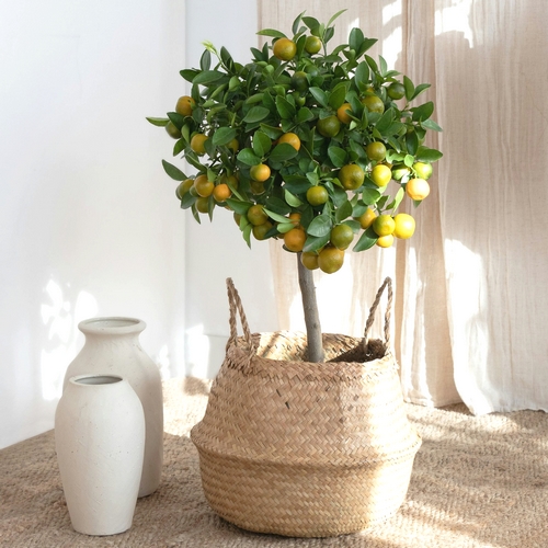 Livraison calamondin paolo bergamotte bloomyrama