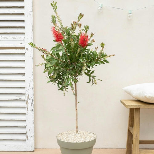 Callistemon Simon livraison plantes d'extérieur bergamotte comparateur bloomyrama