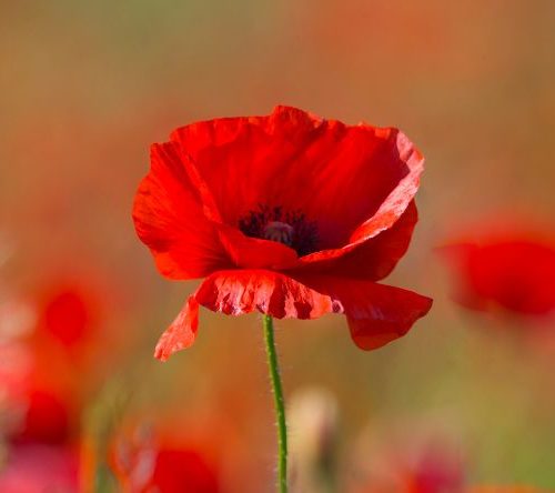 Rouge coquelicot