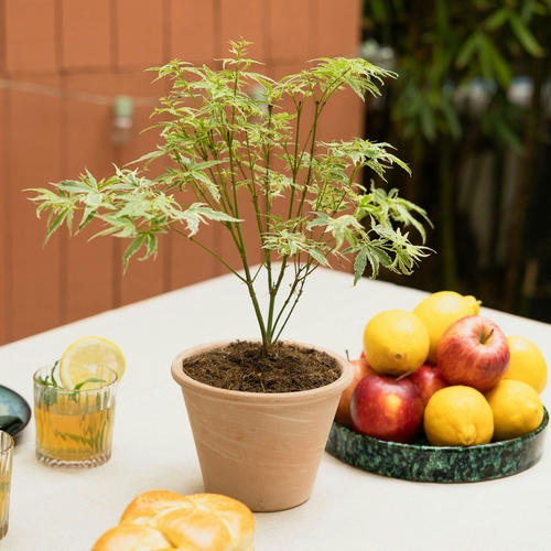 Erable du Japon Timon plante d'extérieur Bergamotte bloomyrama