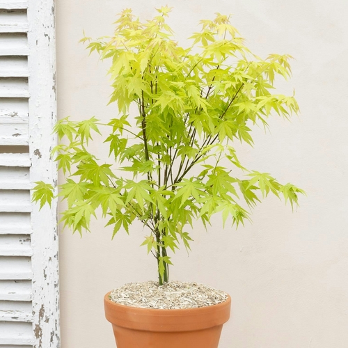 Erable du Japon Hana acer bergamotte bloomyrama