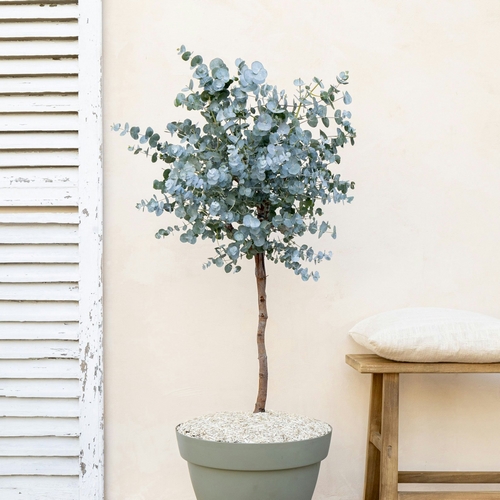 eucalyptus giovanni arbustes bergamotte bloomyrama