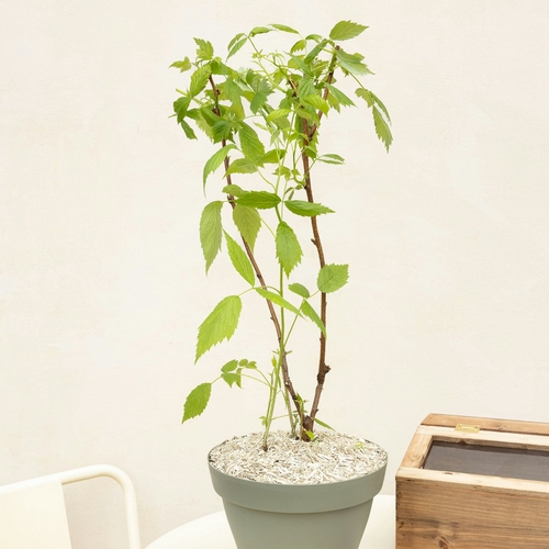 framboisier bloomyrama