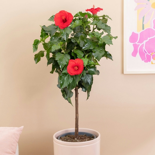 Hibiscus Héléna plantes intérieur bergamotte bloomyrama
