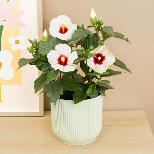 Hibiscus lynn plantes intérieur bergamotte bloomyrama