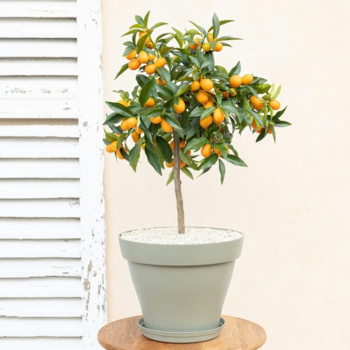 kumquat augustin livraison bregamotte comparateur bloomyrama