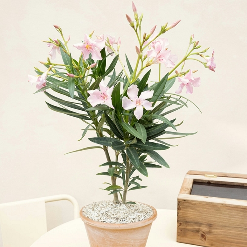 Laurier rose louison livraison bergamotte bloomyrama