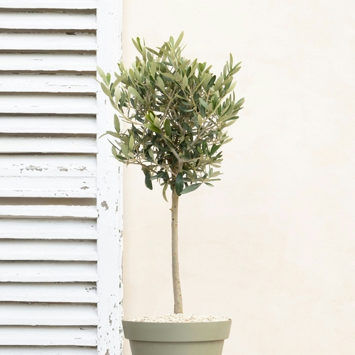 Olivier luciano livraison plantes Bergamotte comparateur bloomyrama