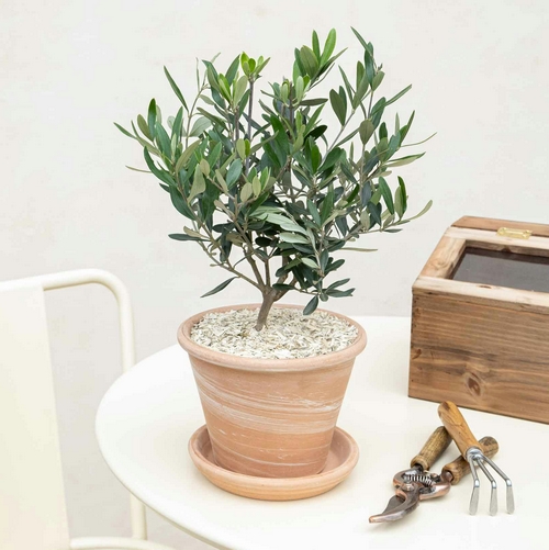 olivier arbuste livraison bergamotte comparateur bloomyrama