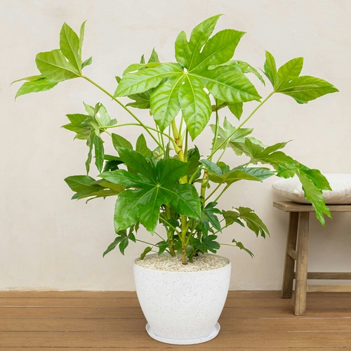 livraison plantes d'extérieur Bergamotte comparateur plantes bloomyrama