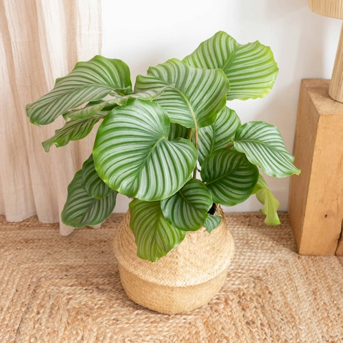 livraison plantes d'intérieur bergamotte comparaison plantes bloomyrama