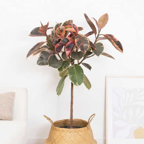 Plante d'intérieur ficus ava bergamotte bloomyrama
