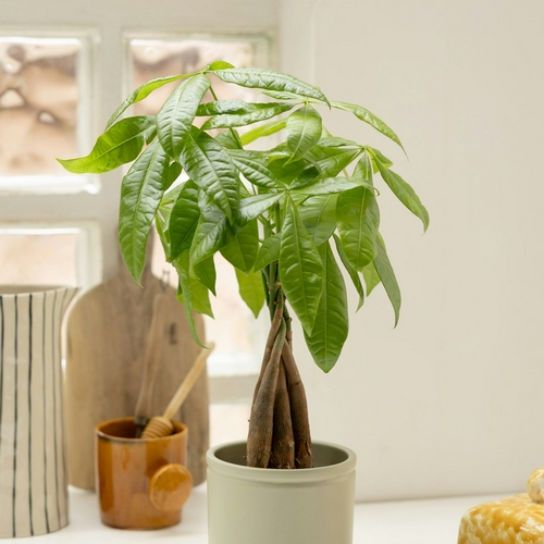 Livraison plantes pachira james bergamotte bloomyrama