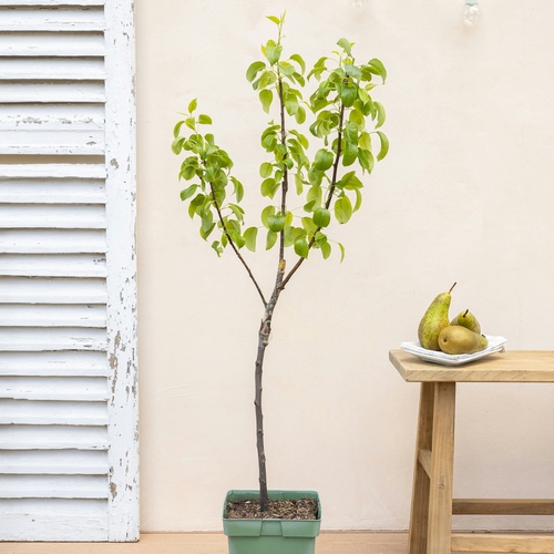 Poirier pierrick livraison arbustes bergamotte bloomyrama