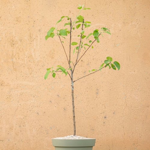 pommier Isaac livraison arbre bergamotte bloomyrama