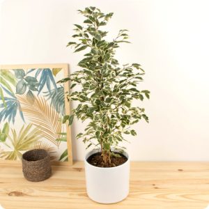 Ficus livraison de plantes vertes 123fleurs bloomyrama