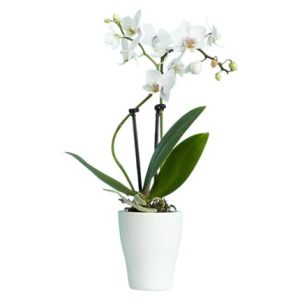 orchidées blanches comparateur bloomyrama