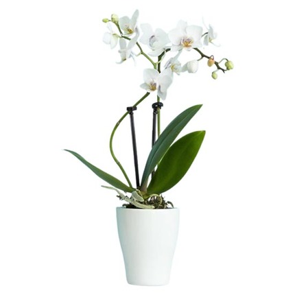 orchidées blanches comparateur bloomyrama