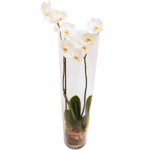 orchidées blanches comparateur bloomyrama