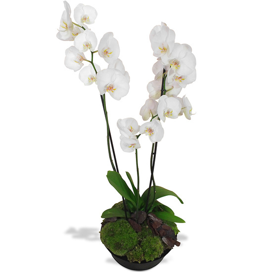 orchidées blanches comparateur bloomyrama