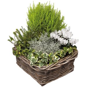 composition plantes vertes et fleuries panier vannerie comparaison bloomyrama