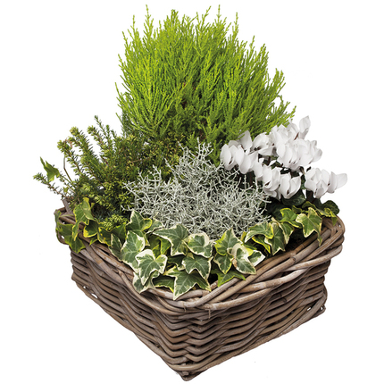 composition plantes vertes et fleuries panier vannerie comparaison bloomyrama