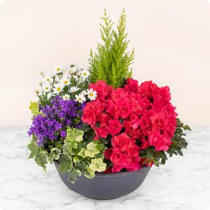 composition plantes fleuries multicolore comparaison bloomyrama