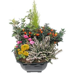 Coupe de plantes fleuries comparaison bloomyrama