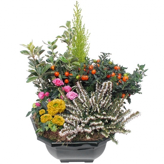 Coupe de plantes fleuries comparaison bloomyrama