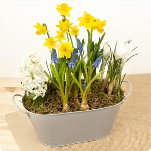 Coupe plantes fleuries jacinthe jonquille livraiosn 123fleurs comparateur bloomyrama