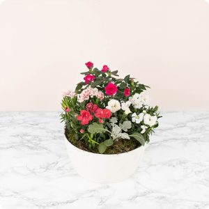 coupe de plantes fleuries rouge 123fleurs comparateur bloomyrama