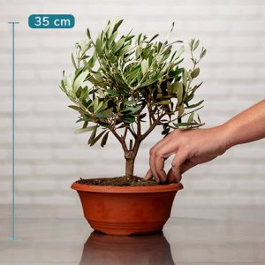 olivier arbustes aquarelle livraison de plantes