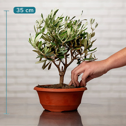 olivier arbustes aquarelle livraison de plantes