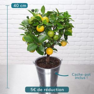 oranger calamondin aquarelle bloomyrama