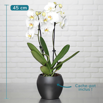 phalaenopsis blanc orchidées aquarelle bloomyrama