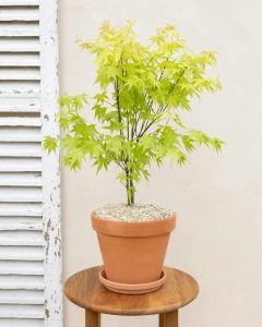 Erable du Japon Hana acer bergamotte bloomyrama