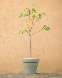 pommier Isaac livraison arbre bergamotte bloomyrama