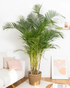 Areca Armand plante d'intérieur bergamotte bloomyrama