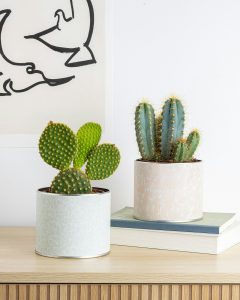 Cactus arthus plantes succulentes bergamotte bloomyrama