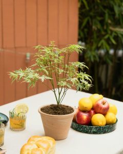 Erable du Japon Timon plante d'extérieur Bergamotte bloomyrama