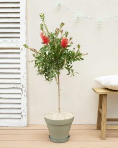 Callistemon Simon livraison plantes d'extérieur bergamotte comparateur bloomyrama
