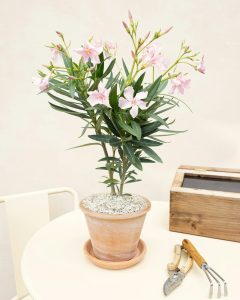 Laurier rose louison livraison bergamotte bloomyrama