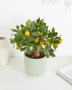 calamondin carlos arbuste fruitier bergamotte bloomyrama