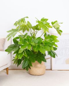 fastia aralia francois plante intérieur bergamotte bloomyrama