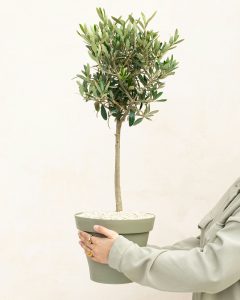 olivier luciano arbuste livraison bergamotte comparateur bloomyrama