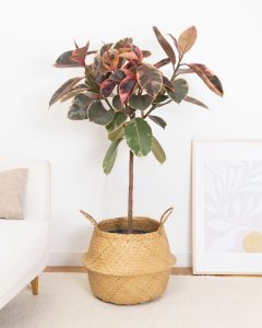 Plante d'intérieur ficus ava bergamotte bloomyrama